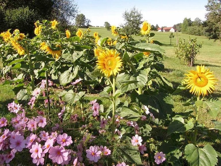 Blumengarten: Schönes Wetter, Sonnenblumen und eine frisch gemähte Wiese im Hintergrund wirken sehr einladend