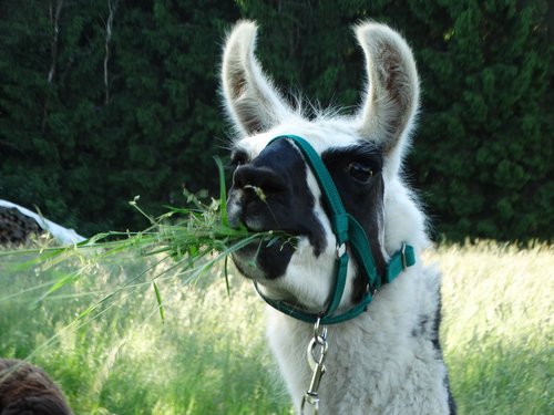 Nahaufnahme: weiss/schwarzes Lama frisst fröhlich frisches Gras