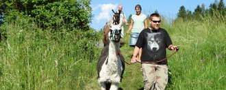 Die Lamas werden durch hohes Gras geführt
