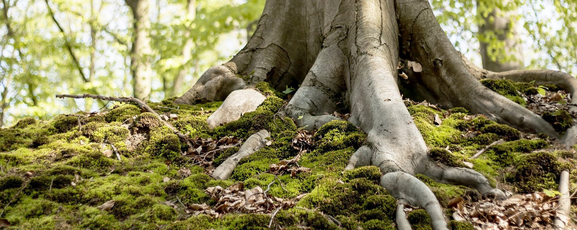 Nahaufnahme eines Baumstamms: die starken Wurzeln geben ihm Halt