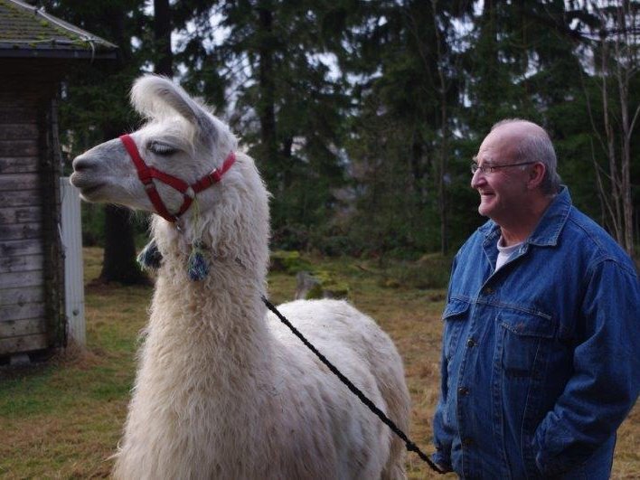 Ein älterer Mann hält ein Lama an der Leine 
